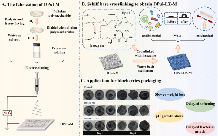 迈薄睿纳米纤维膜-醛支链淀粉多糖-溶菌酶纳米纤维膜（DPul-LZ-M）的制备原理及其在蓝莓保鲜中的应用